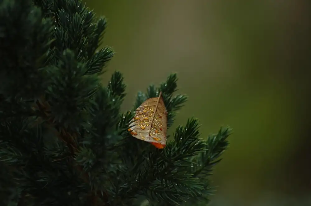 Thuja Homeopatie